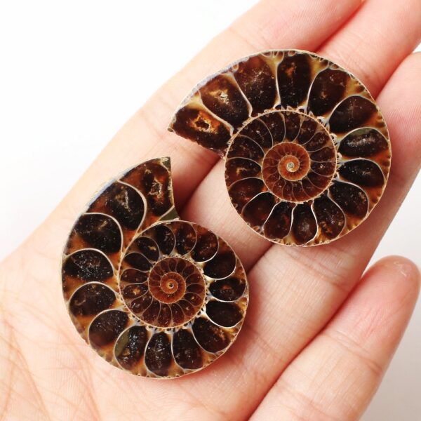 Spotted Snails Yuhua Snails Fossil Snails Open Sliced Snails Naked Stone Pendant - Image 2