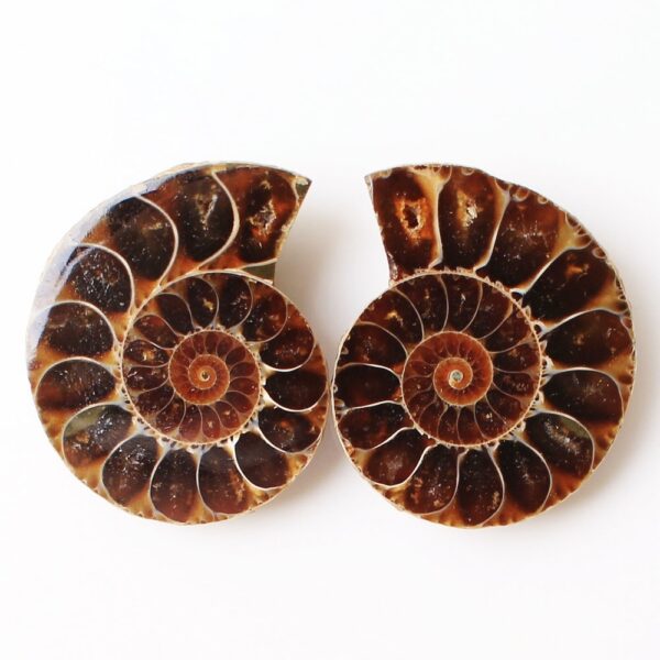 Spotted Snails Yuhua Snails Fossil Snails Open Sliced Snails Naked Stone Pendant - Image 6