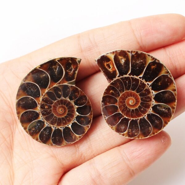 Spotted Snails Yuhua Snails Fossil Snails Open Sliced Snails Naked Stone Pendant - Image 3
