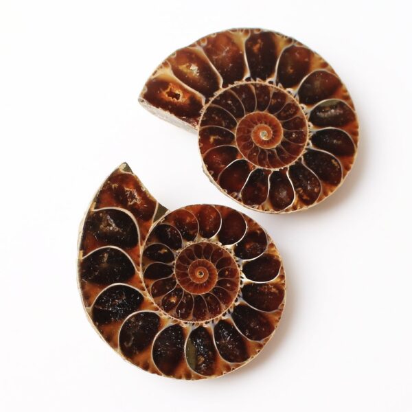 Spotted Snails Yuhua Snails Fossil Snails Open Sliced Snails Naked Stone Pendant - Image 5