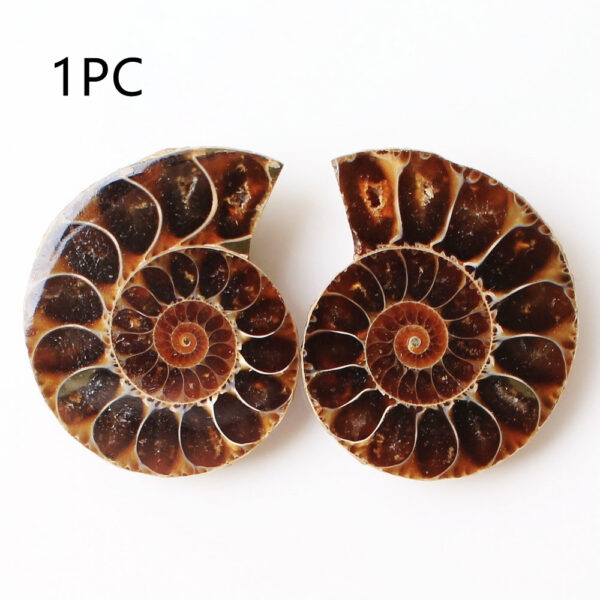 Spotted Snails Yuhua Snails Fossil Snails Open Sliced Snails Naked Stone Pendant - Image 7