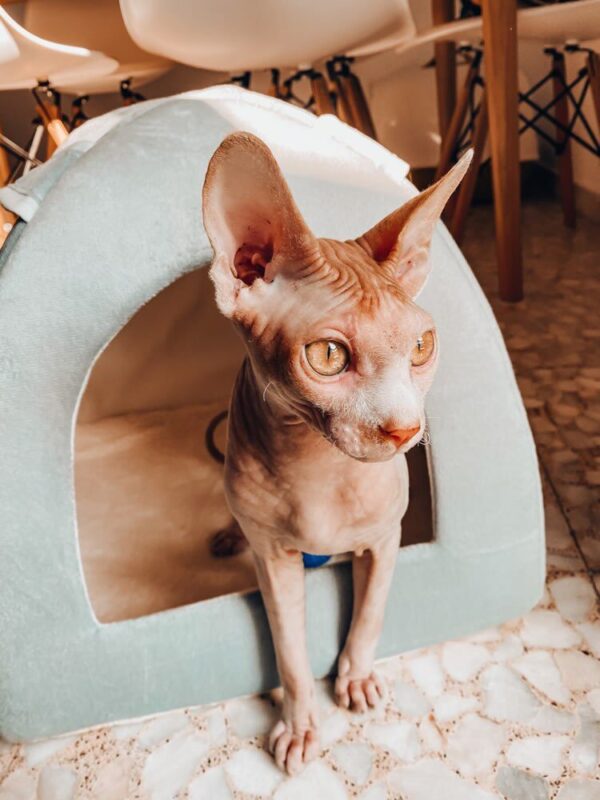 Foldable Cat Bed with Ball - Image 4